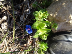 Lysimachia arvensis caerulea