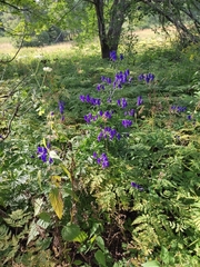 Aconitum firmum