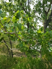 Populus deltoides
