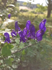 Aconitum firmum