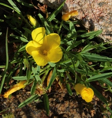 Oxalis namaquana