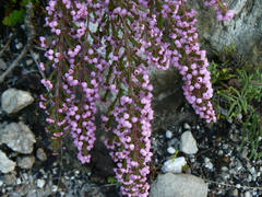 Erica gracilis