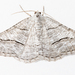 Digrammia pallorata - Photo (c) Lee Hoy,  זכויות יוצרים חלקיות (CC BY-NC-ND), uploaded by Lee Hoy