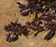 Listia heterophylla