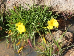 Oxalis namaquana