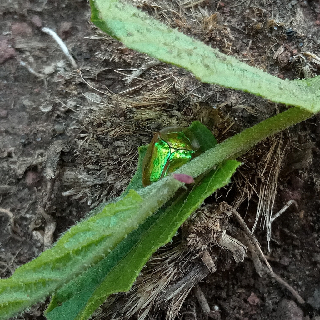 Charidotella bivulnerata