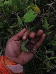 Dictyanthus reticulatus
