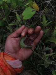 Dictyanthus reticulatus