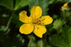 Potentilla drummondii