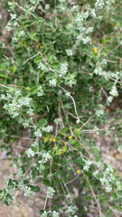 Aloysia wrightii