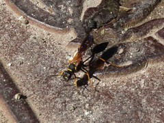 Sceliphron caementarium