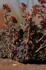 Crassula setulosa setulosa