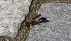 Sceliphron caementarium