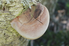 Fomitiporia hartigii