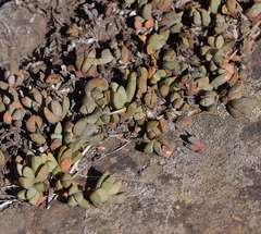 Mossia intervallaris