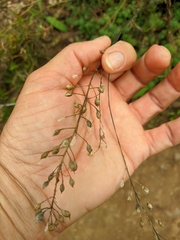 Camelina rumelica