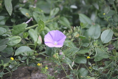 Convolvulus sabatius
