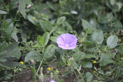 Convolvulus sabatius