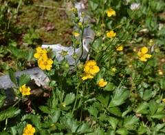 Potentilla drummondii