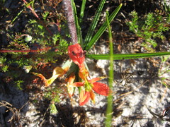 Babiana ringens australis