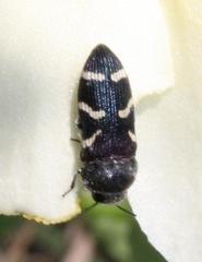 Acmaeodera