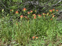 Castilleja suksdorfii