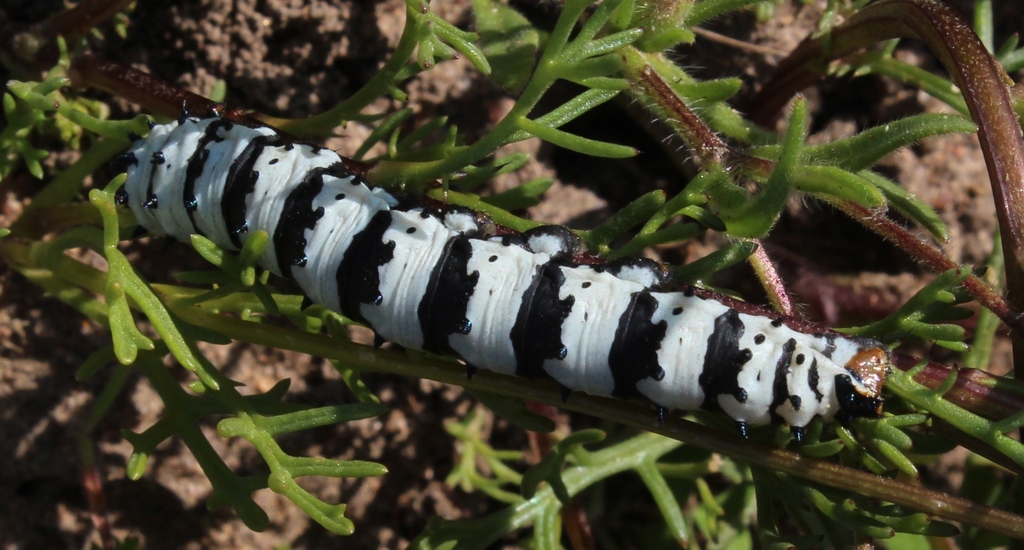 Eochroa