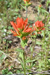Castilleja suksdorfii