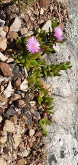 Ruschia promontorii