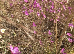 Clarkia bottae