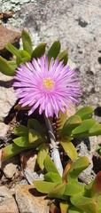 Ruschia promontorii