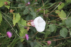 Calystegia × pulchra