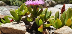 Ruschia promontorii