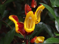 Thunbergia mysorensis