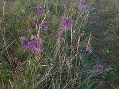 Allium carinatum pulchellum