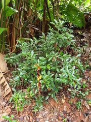 Thunbergia mysorensis