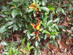 Thunbergia mysorensis