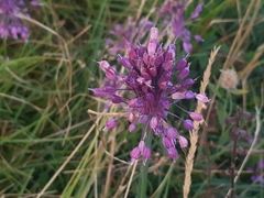 Allium carinatum pulchellum
