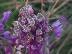 Allium carinatum pulchellum