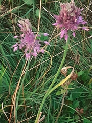 Allium carinatum pulchellum