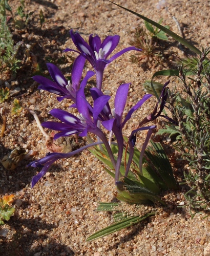 Garies Chompleaf Bobbejaantjie (Babiana pubescens)