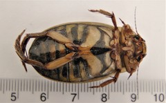 Dytiscus dauricus