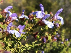 Salvia dentata