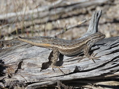 Sceloporus cowlesi