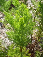 Notobubon ferulaceum