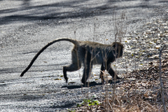 Cercopithecus mitis labiatus