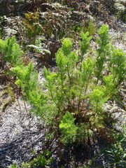 Notobubon ferulaceum