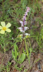 Lachenalia mutabilis