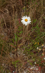 Leucanthemum × superbum