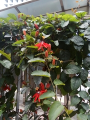 Passiflora coccinea